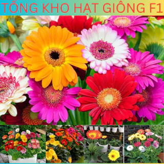 [30 Hạt] Hạt giống hoa đồng tiền kép mix nhiều màu (tặng kèm phân)