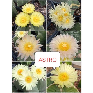 Xương rồng Astro