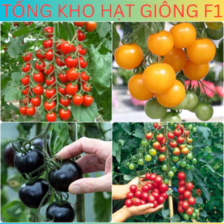 [50 Hạt] Hạt giống cà chua bi chùm, cà chua chuỗi ngọc siêu trái f1 (Tặng kèm phân bón)