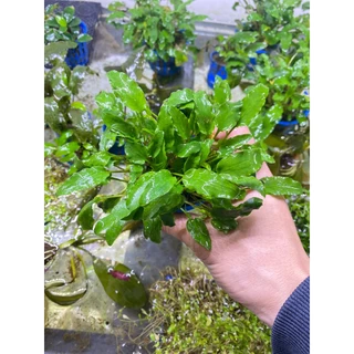 Tiêu Thảo Xanh - Cryptocoryne  - Cây Thuỷ Sinh