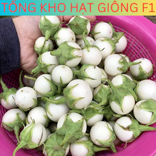 20H Hạt giống cà pháo trắng cao sản, cà pháo trắng siêu trái (tặng kèm phân)