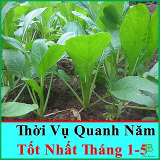 Hạt giống cải ngọt YASAKA