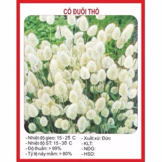 Hạt giống cỏ đuôi thỏ (100 hạt) - cỏ đẹp, dễ trồng, ít chăm sóc