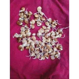 hạt giống củ đậu gói 40 hạt