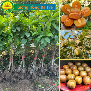 Cây Giống hồng Da Tre Thái Nguyên, cây giống mang giá trị kinh tế cao