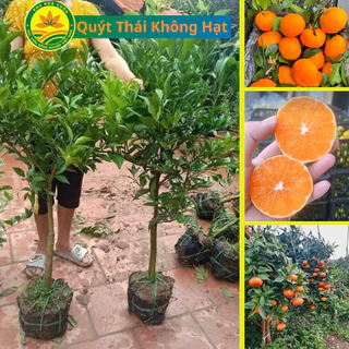 Cây Giống Quýt Ngọt Thái Lan Không Hạt Siêu Trái, Cây choai cao 1m2 - 1m5 cho quả sau 1 năm trồng.