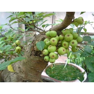 chậu cây sung thế, cây bonsai cực vượng phong thuỷ