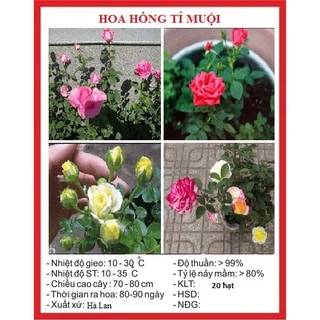 Hạt giống hoa hồng tỉ muội (20 hạt) - hoa thơm, trang trí sân vườn