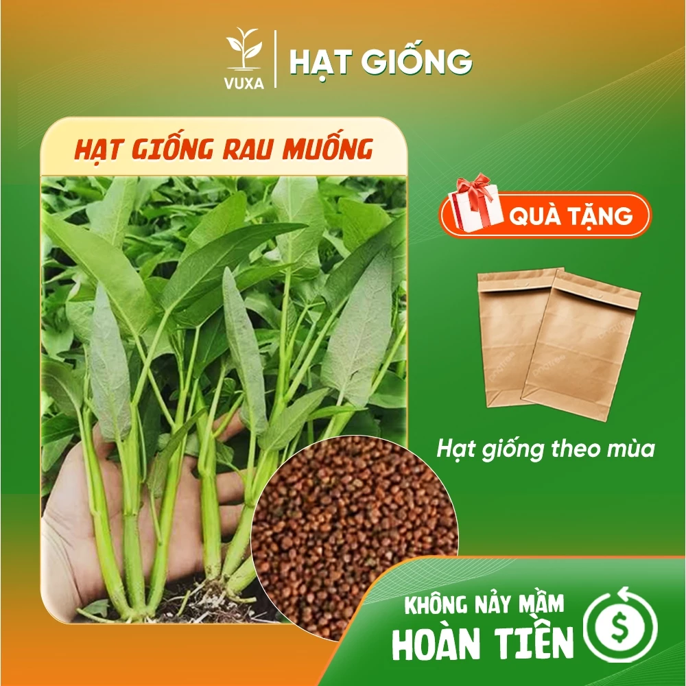 Hạt giống Rau Muống Lá Tre Dễ Trồng, Năng Suất Cao, Trồng Quanh Năm - Hạt giống VUXA