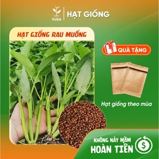 Hạt giống Rau Muống Lá Tre Dễ Trồng, Năng Suất Cao, Trồng Quanh Năm - Hạt giống VUXA