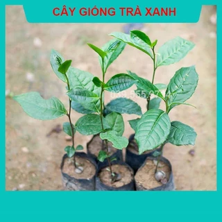 Cây Giống Chè Xanh, Cây giống giá lẻ - rẻ như giá bán buôn