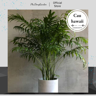 Cây Cau Hawaii cỡ lớn cao 70cm nhiều thân | Tạo không gian xanh mát, Trang trí sảnh, ban công, Dễ chăm sóc, Lỗi 1 đổi 1