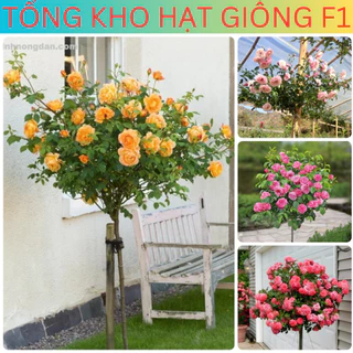 [50 Hạt] Hạt giống hoa hồng thân gỗ mix đủ màu (tặng kèm phân)