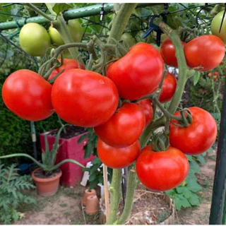 Hạt giống cà chua quả to kháng xoăn gieo kháng bệnh tốt năng suất cao GiongRauSach