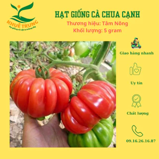 Hạt giống cà chua cạnh 500mg quả siêu to