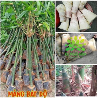 Măng bát độ cây giống