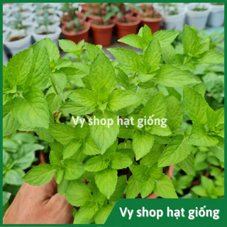 Hạt giống bạc hà Nhật - Japanese mint nguyên gói 200 hạt