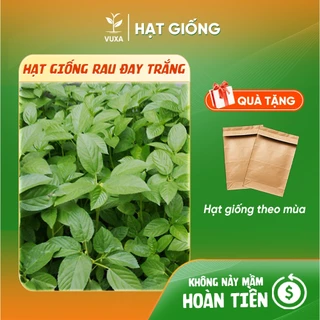 Hạt Giống Rau Đay Trắng (Rau Đay Xanh) - Dễ Trồng, Dinh Dưỡng, Năng Suất Cao - Hạt giống VUXA