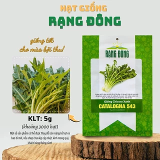 Hạt giống Chicory Xanh Catalogna 543 (5g~3000 hạt) sinh trưởng khỏe, năng suất cao, dễ chăm sóc - Hạt giống Rạng Đông