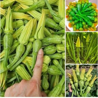 Hạt giống bí siêu nụ, gói 10g