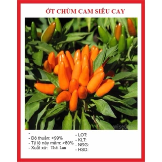 Hạt giống ớt chỉ thiên chùm cam siêu cay (30 hạt) - siêu trái, chịu nhiệt tốt