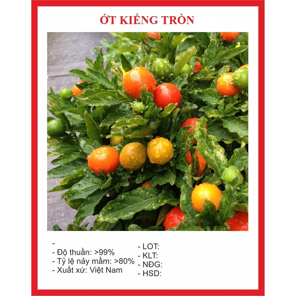 Hạt giống ớt kiểng quả tròn (30 hạt) - siêu cay, dễ trồng, cho trái nhiều