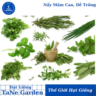 Hạt Giống Gia Vị, Nhiều Loại, Trồng Chậu, Dễ Trồng, Chịu Nhiệt, Trồng Quanh Năm, Năng Suất Cao