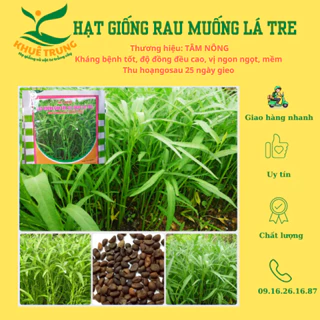 Hạt giống rau muống lá tre Tâm Nông (50g)