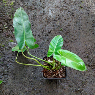 Trầu bà Philodendron burle marx