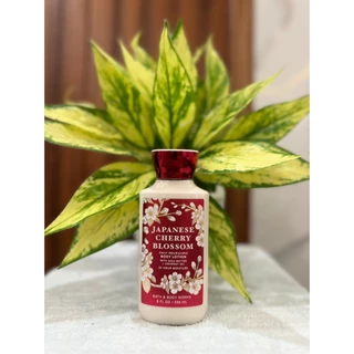 Sữa dưỡng thể Bath & Body Works Japanese Cherry Blossom 236mL