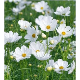 Hạt hoa sao nhái màu trắng 100g (1 lạng)