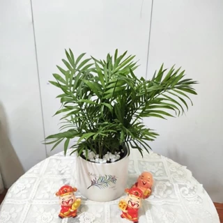 Cây cau tiểu châm kèm chậu sứ ,cây lọc không khí hút mùi phong thủy nội thất cao 30-45cm để bàn