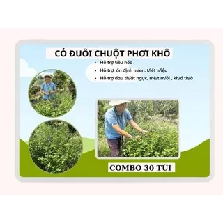 Combo 30 Túi Trà Đuôi Chuột Phơi Khô