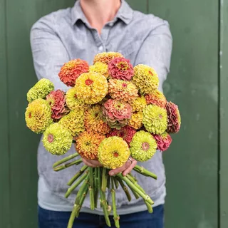 Hạt Giống Hoa Cúc Lá Nhám ZINNIA hoa kép chuyên cắt cành dòng " Queeny " nhập khẩu mỹ đủ màu