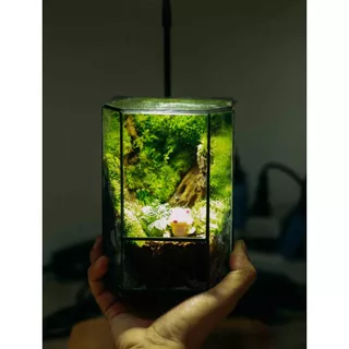 Bể Terrarium Đa Giác Mini Để Bàn Làm Việc-Làm Quà Tặng