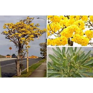 bầu cây giống cây hoa chuông vàng hoa lớn cao trên 60cm