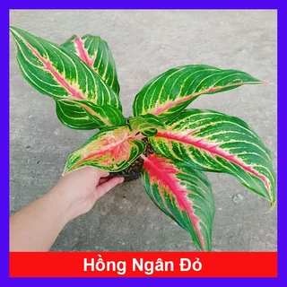 Cây Hồng Ngân (Đỏ) - cây cảnh để bàn