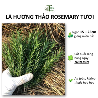 Lá Hương Thảo Rosemary tươi mới 15-25cm giống miền Bắc xanh thơm đậm-Hương liệu, Chăm sóc cơ thể