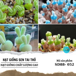 Hạt giống cây tai thỏ mix màu 20 hạt