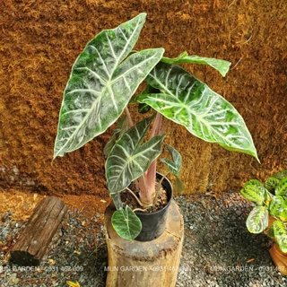 Alocasia Pink Dragon (Rồng Hồng)