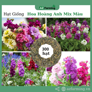 Hạt Giống Hoa hoàng Anh Mix Màu - Gói 300 Hạt - AZ Farming