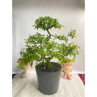 Cây Mai Chiếu Thuỷ Bonsai hoa nhỏ liti màu trắng hương thơm dịu nhẹ hình dáng độc lạ