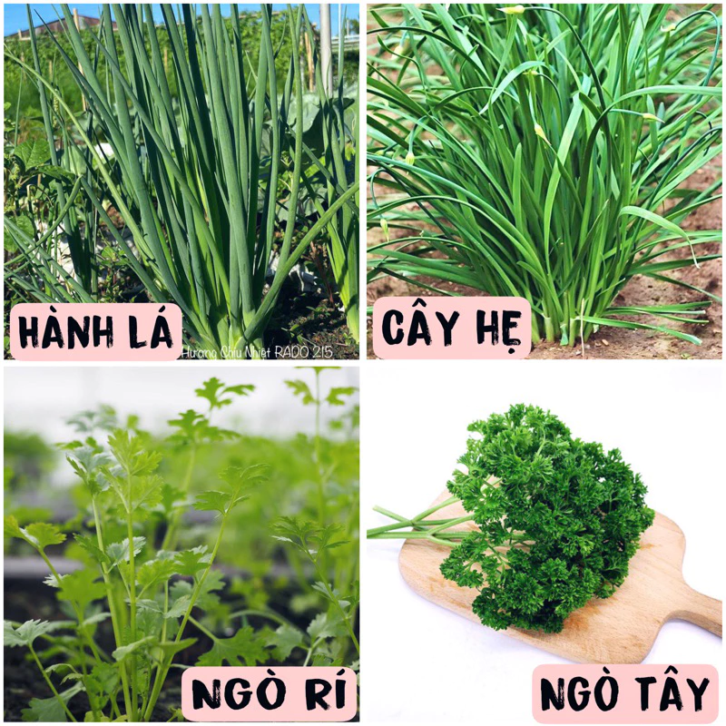 HẠT GIỐNG RAU GIA VỊ (HÀNH- HẸ - NGÒ)