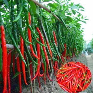 Hạt giống ớt dài Hàn Quốc gói 40 hạt