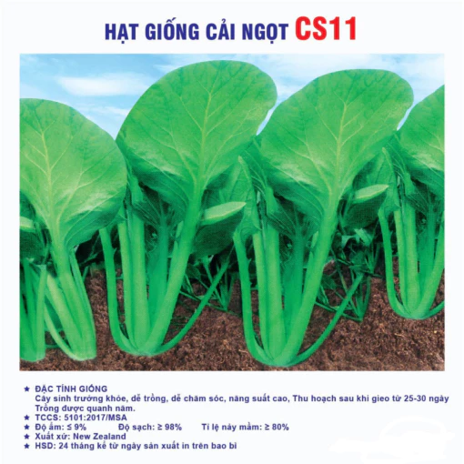 Hạt giống cải ngot Cs11