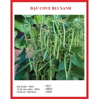 Hạt giống đậu cove bụi xanh (10 gram) - sinh trưởng khoẻ, năng suất cao