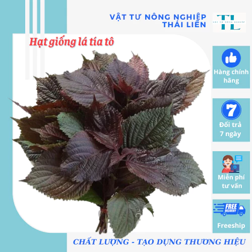 Hạt Giống Rau Tía Tô, Gói 2gr, Dễ Trồng Quanh Năm, Nảy Mầm Cao, Thu Hoạch Nhanh, Năng Suất Cao G05