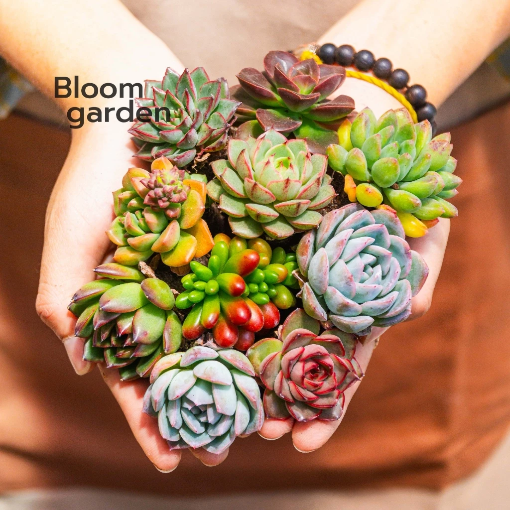 Sen đá mini (size 3-5cm) lên màu rực rỡ - khỏe, đẹp, siêu dễ trồng cho người mới | Bloom Garden