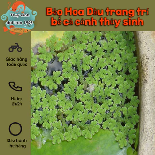 Bèo Hoa Dâu ( 5*5cm ) bèo mini trang trí bể thủy sinh cá tép cảnh