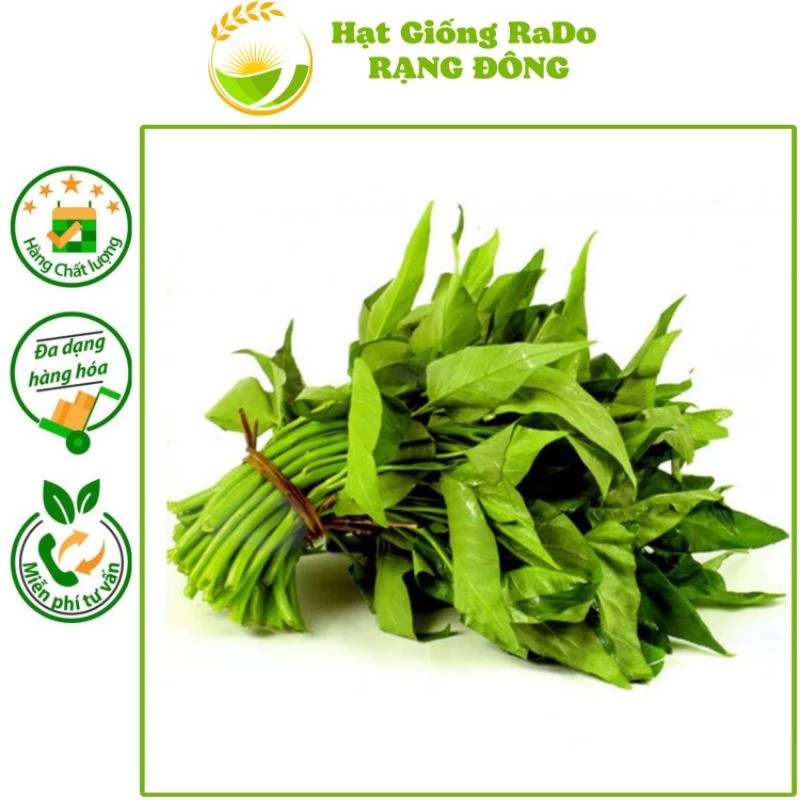 Hạt giống Rau Muống Lá Lớn RaDo 13 (Gói 50gram) nảy mầm tốt, trồng quanh năm